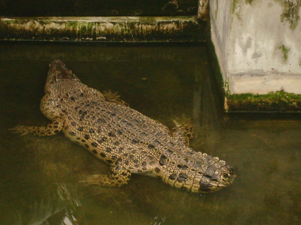 Gambar Taman Buaya Teluk Sengat