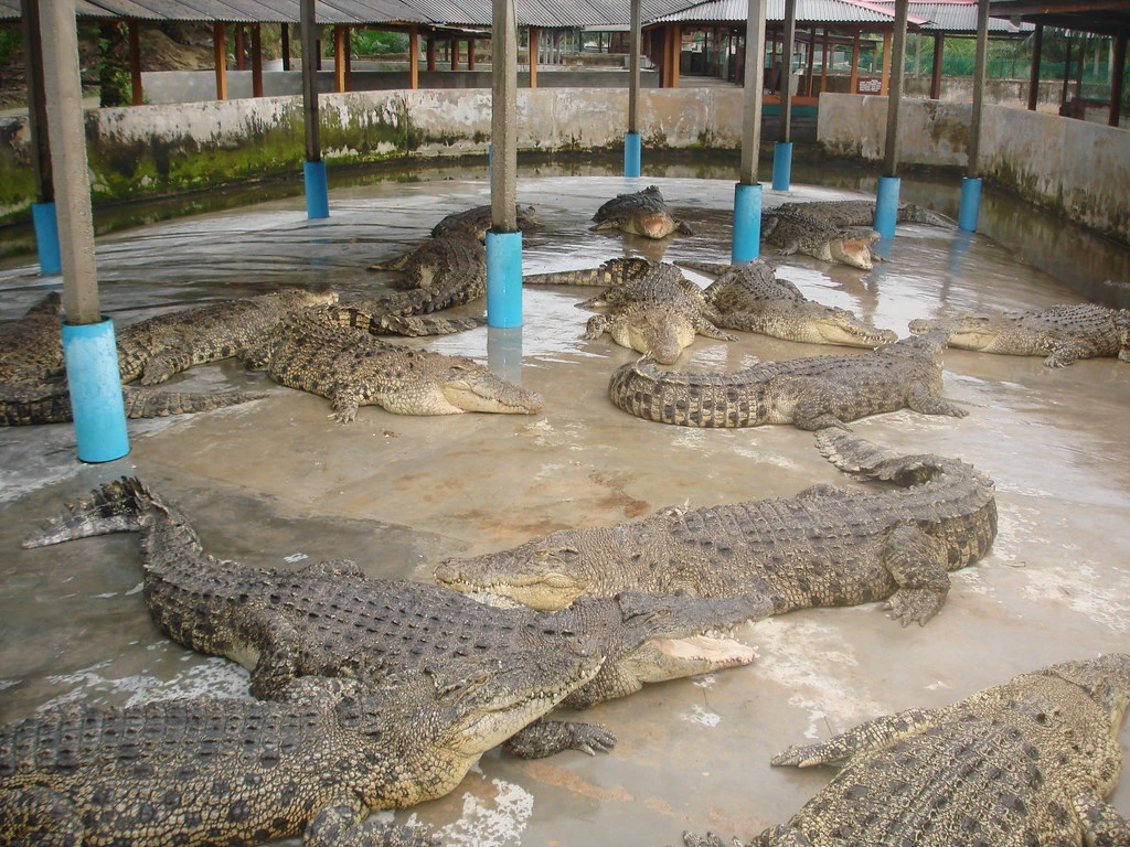 Taman Buaya Teluk Sengat — galeri 2