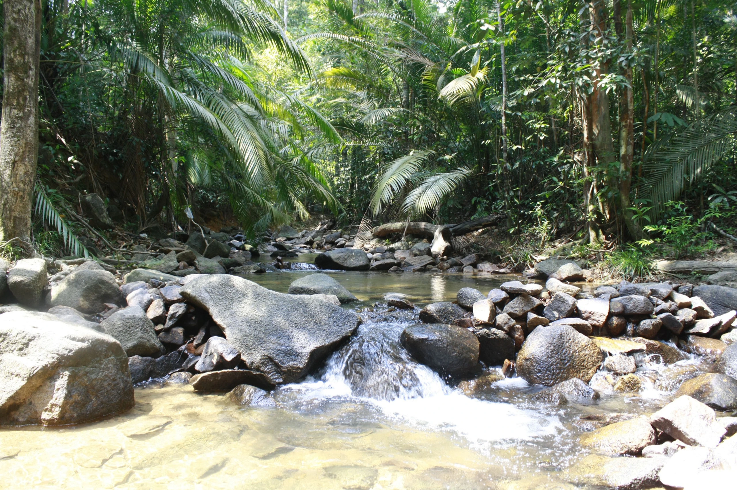 Gambar Taman Eko Rimba Gunung Belumut