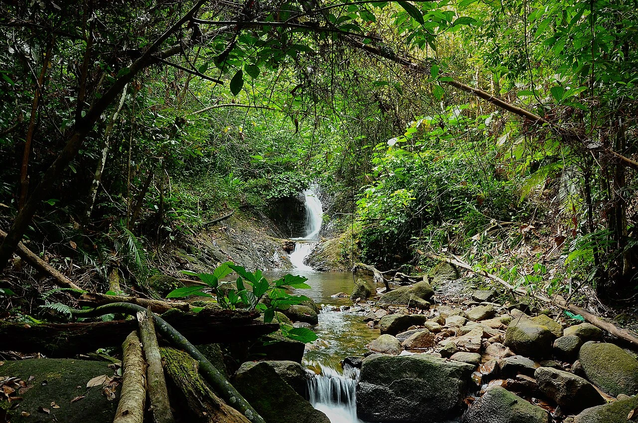Taman Eko Rimba Gunung Belumut — galeri 2