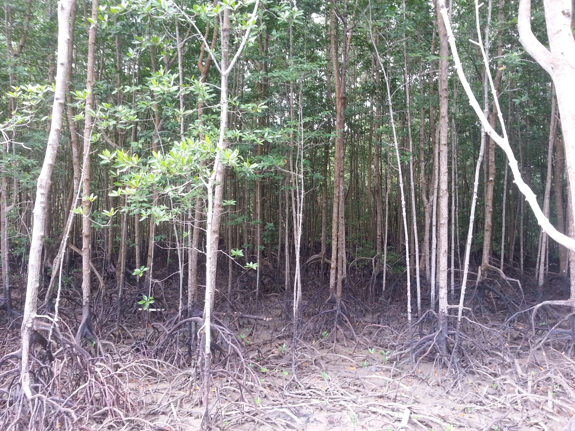 Taman Negara Pulau Kukup — galeri 3