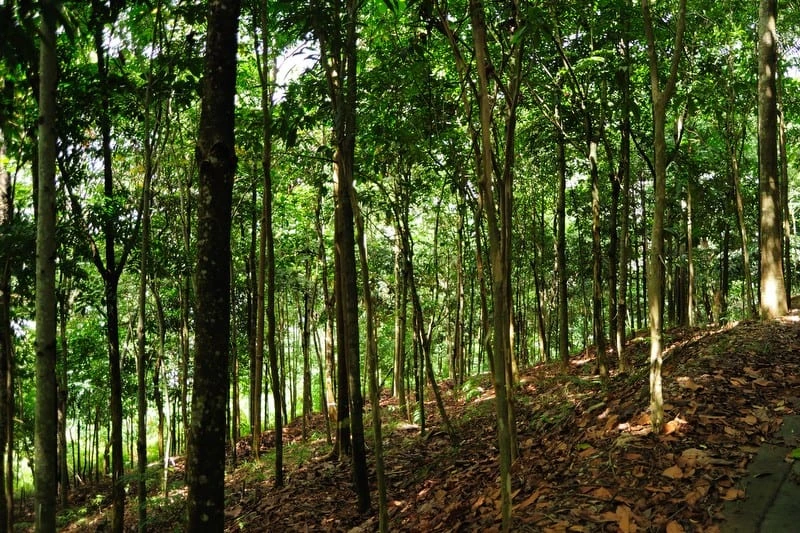 Gambar Taman Rimba Alam