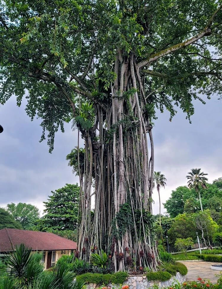 Taman Botani Perdana — galeri 2