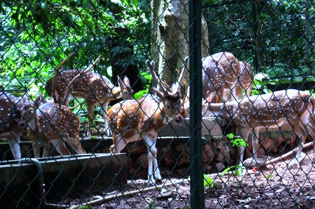 Gambar Perdana Botanical Garden Deer Park