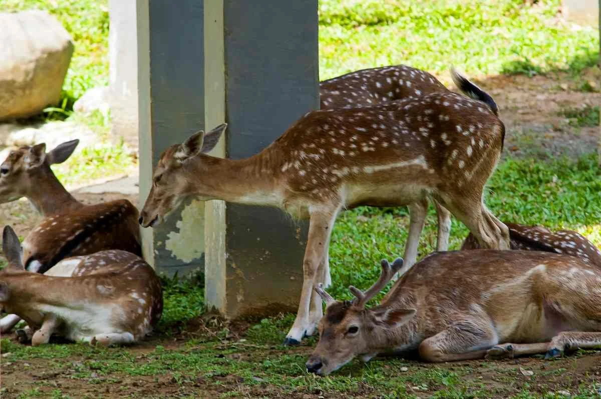 Perdana Botanical Garden Deer Park — galeri 2