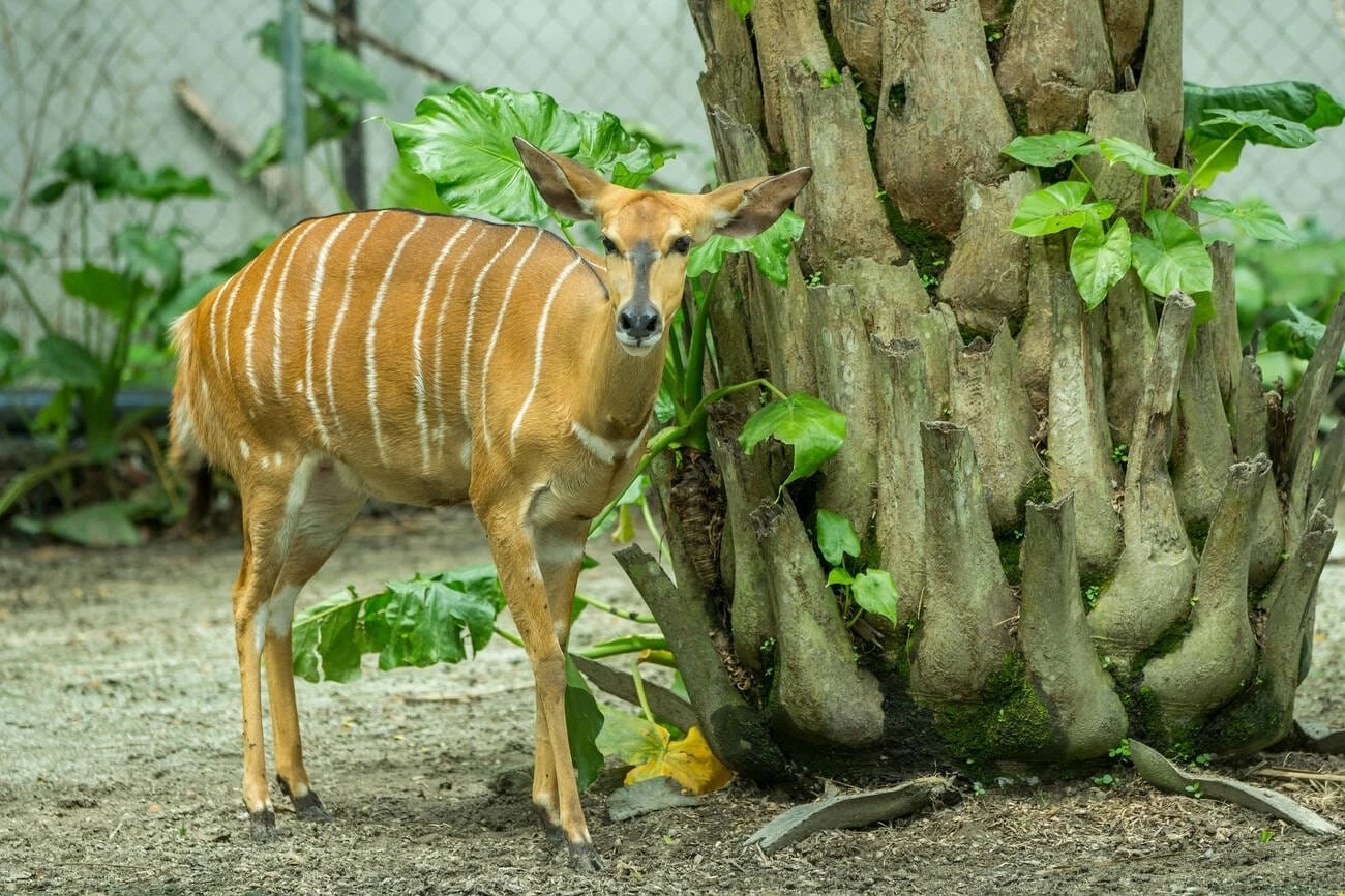 Perdana Botanical Garden Deer Park — galeri 4