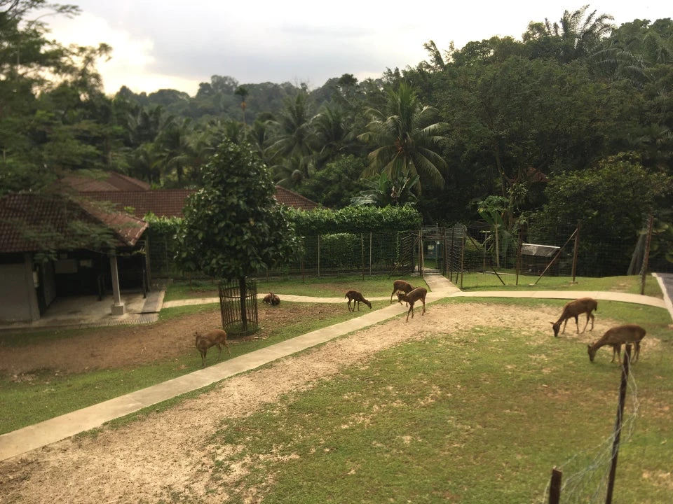 Perdana Botanical Garden Deer Park — galeri 3