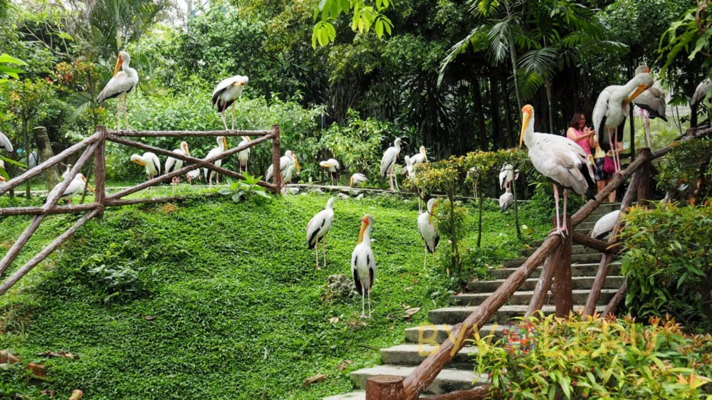 Kuala Lumpur Bird Park — galeri 3