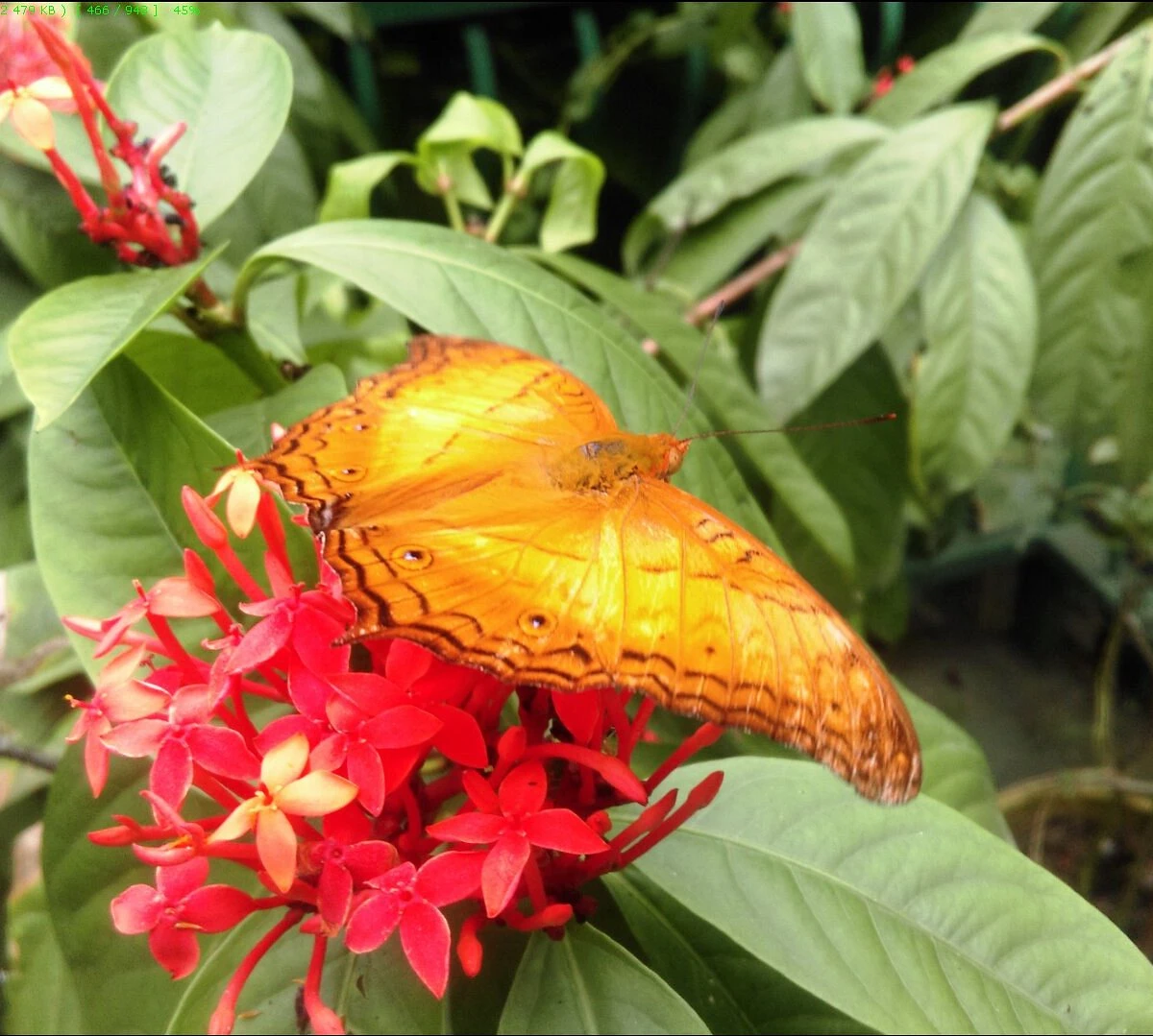 Kuala Lumpur Butterfly Park — galeri 4