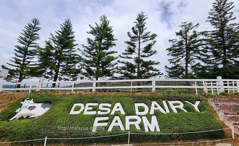 Desa Dairy Farm — galeri 3
