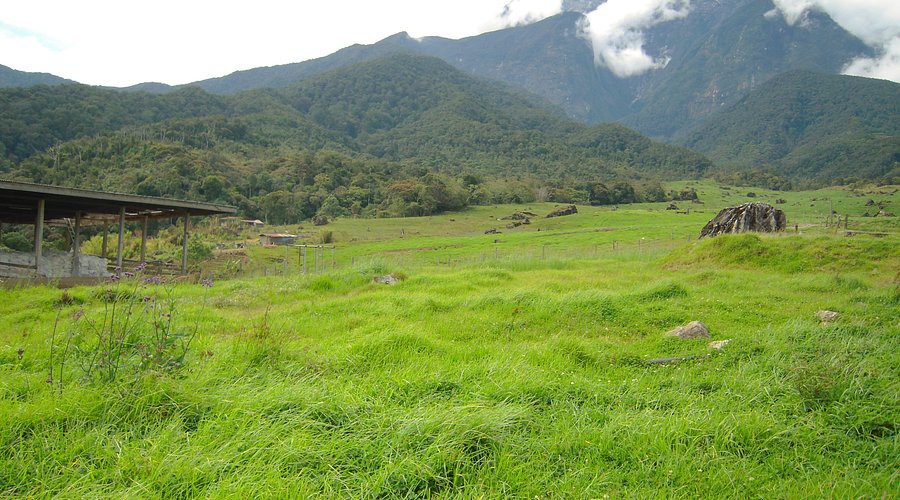 Desa Dairy Farm — galeri 2
