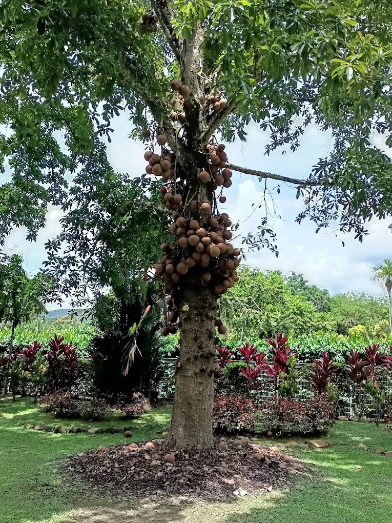 Gambar galeri Taman Pertanian Sabah