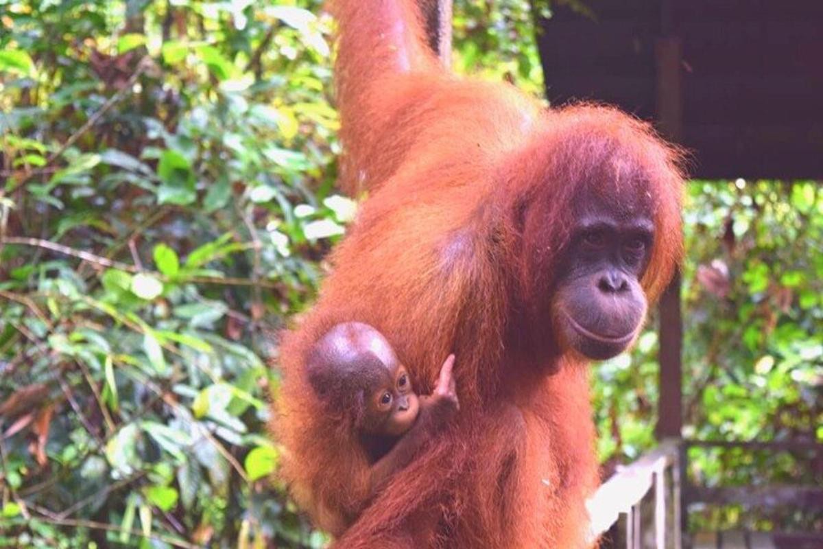 Pusat Pemuliharaan Orang Utan Sepilok — galeri 2