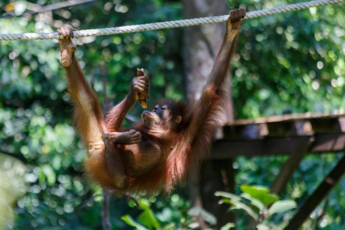 Pusat Pemuliharaan Orang Utan Sepilok — galeri 3