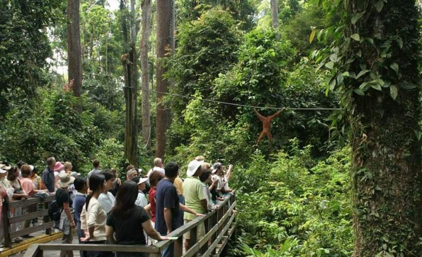 Pusat Pemuliharaan Orang Utan Sepilok — galeri 4