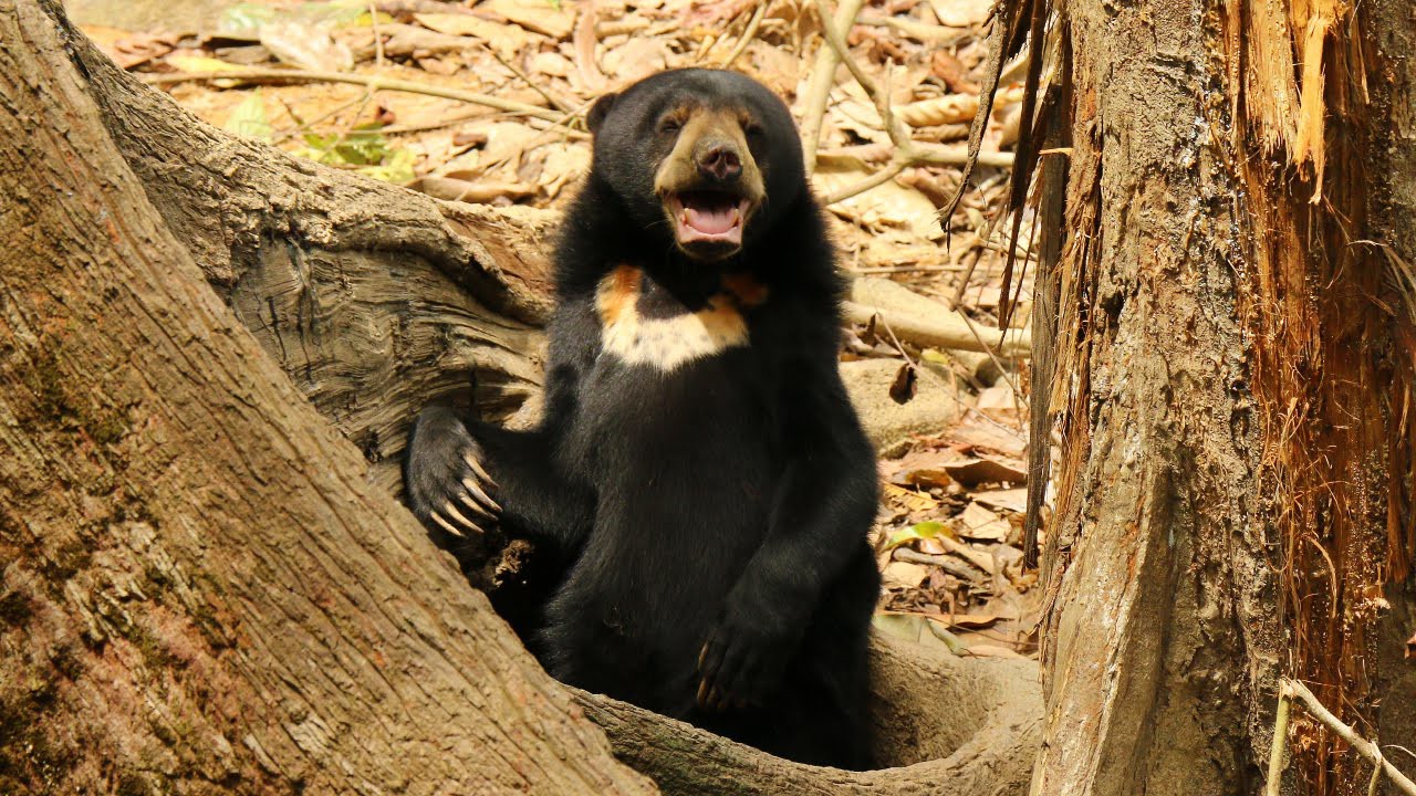 Bornean Sun Bear Conservation Centre — galeri 3