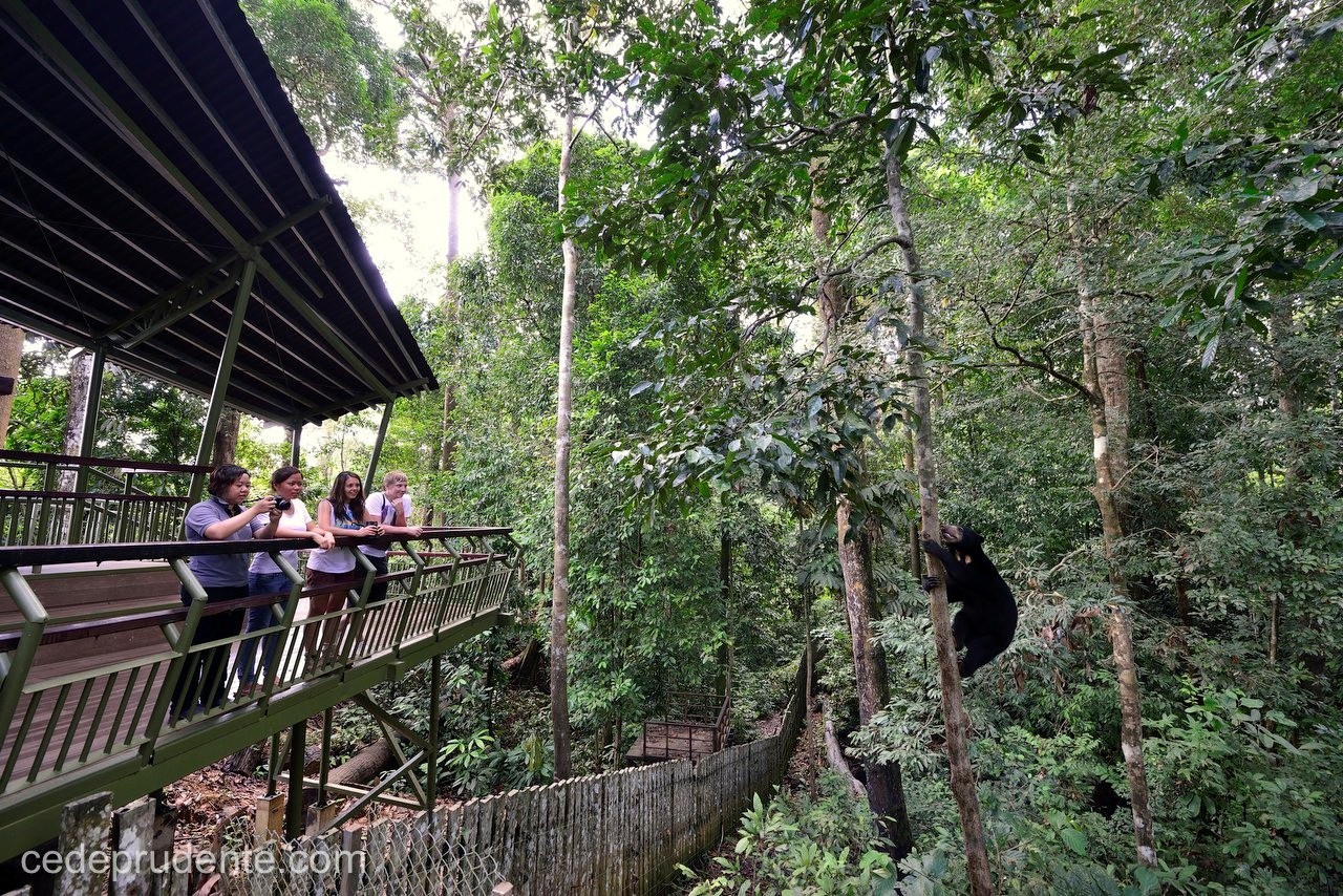 Rainforest Discovery Centre — galeri 4