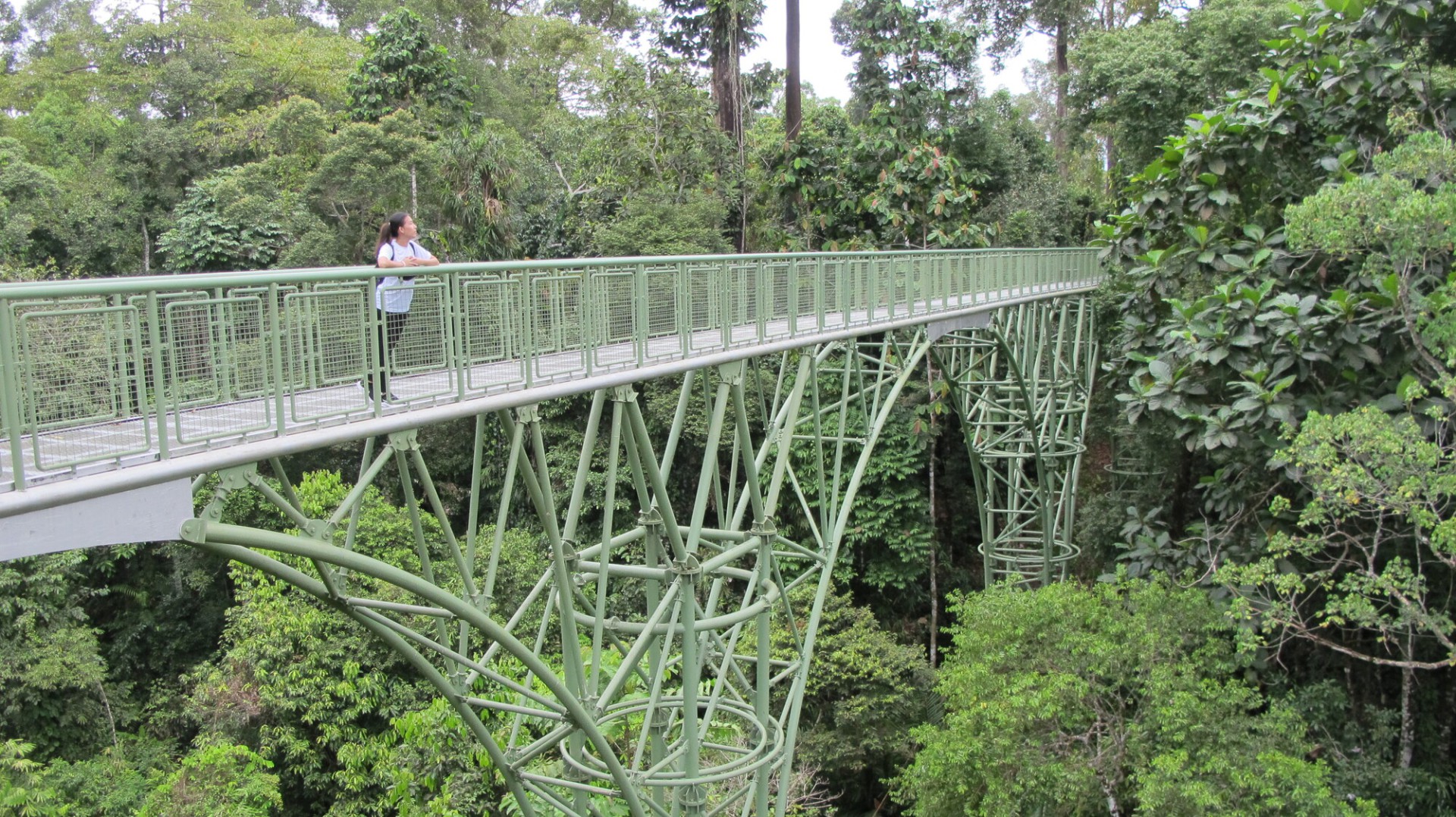 Rainforest Discovery Centre — galeri 3