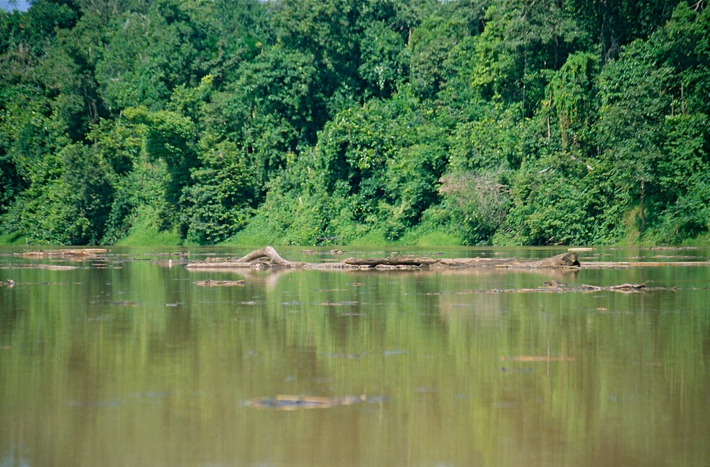 Sungai Kinabatangan — galeri 2
