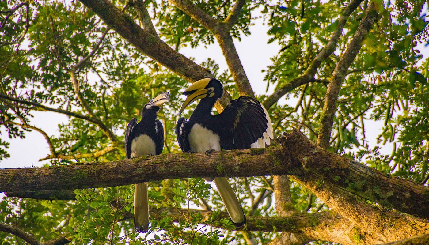 Tabin Wildlife Reserve — galeri 4