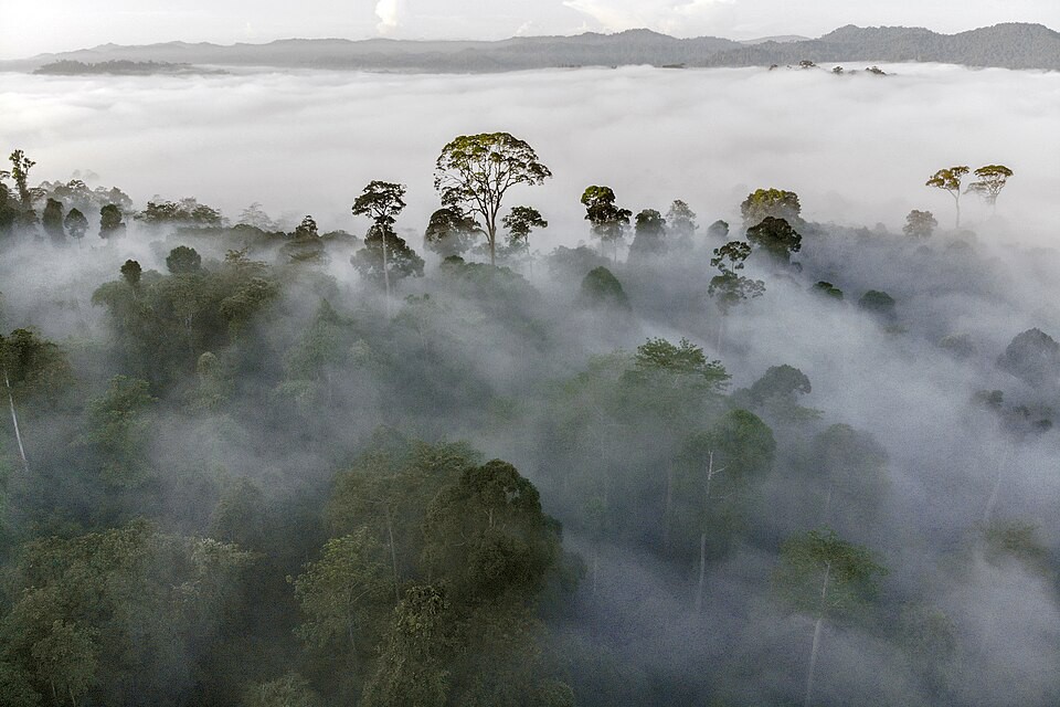 Danum Valley Conservation Area — galeri 4