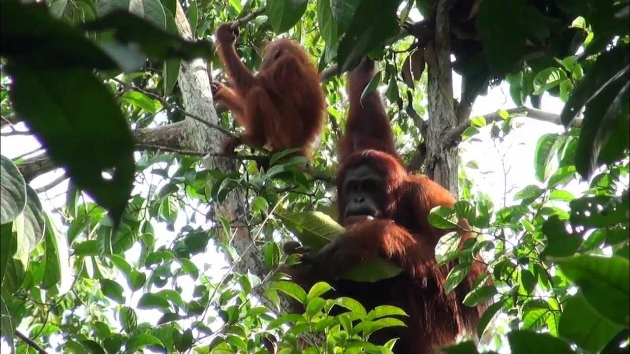 Semenggoh Wildlife Centre — galeri 4