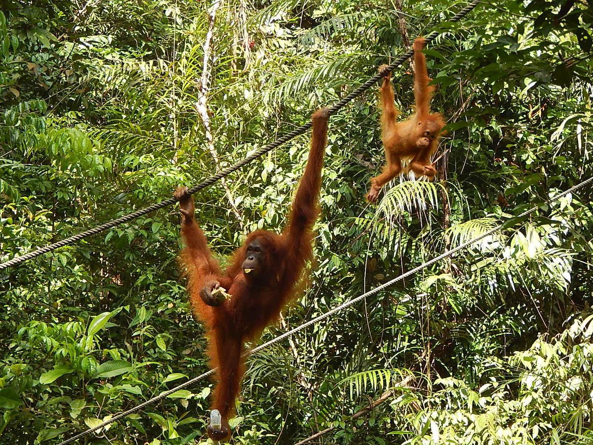 Semenggoh Wildlife Centre — galeri 2