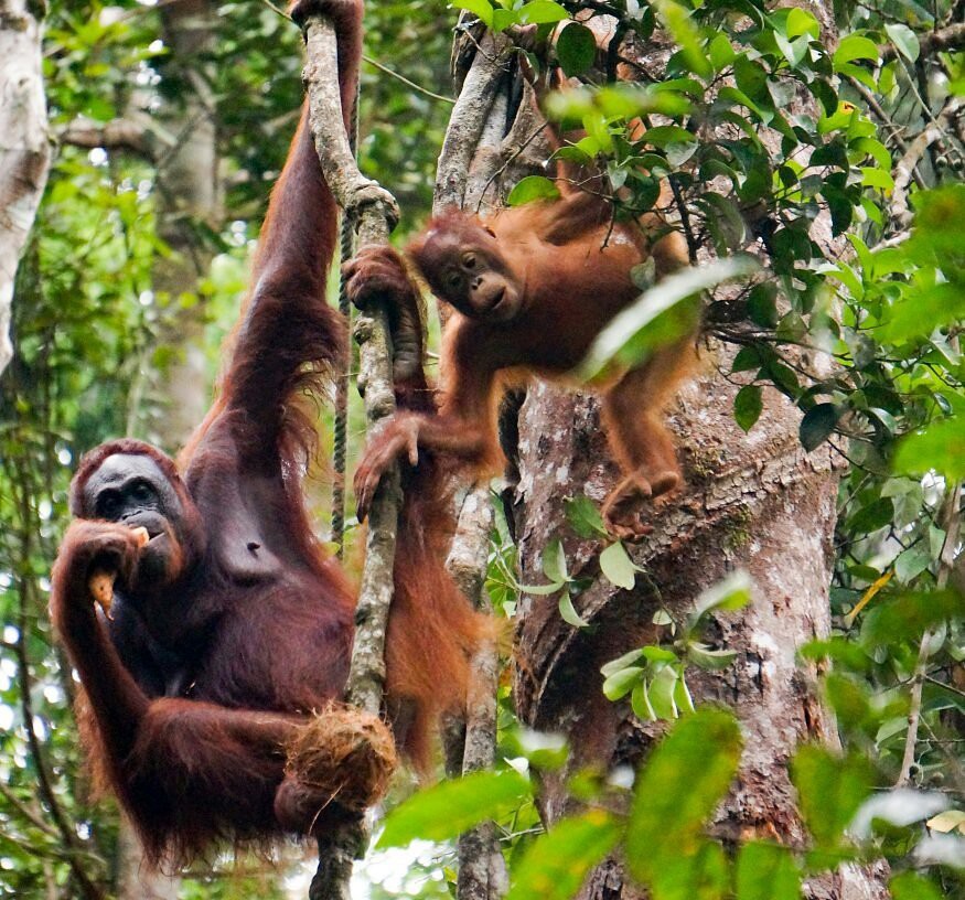 Semenggoh Wildlife Centre — galeri 3