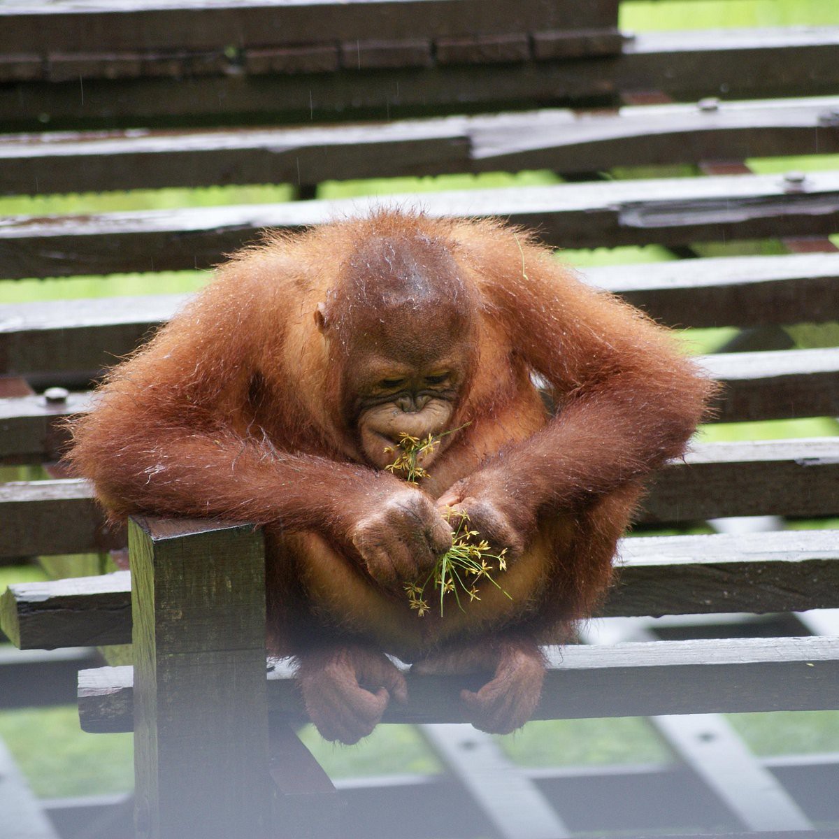 Matang Wildlife Centre — galeri 4