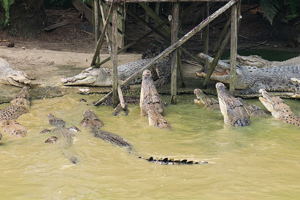 Jong’s Crocodile Farm & Zoo — galeri 2