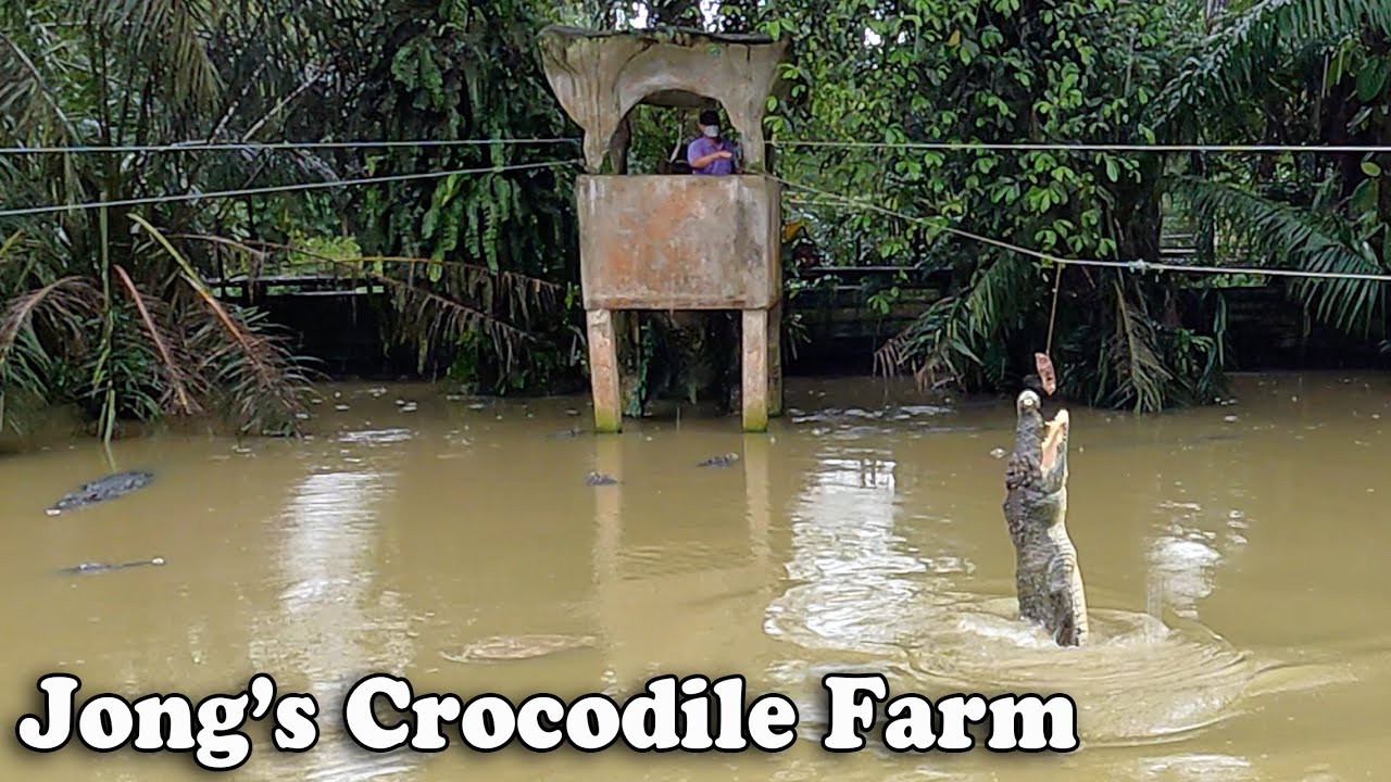 Jong’s Crocodile Farm & Zoo — galeri 4