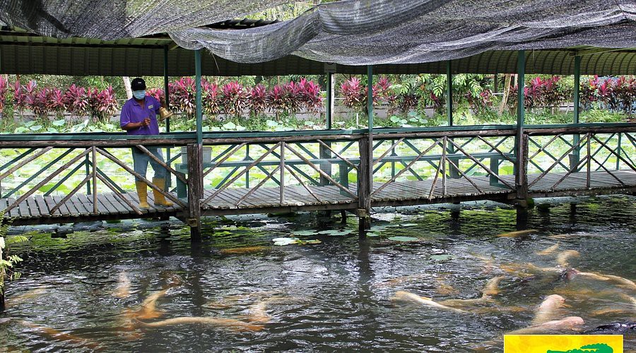 Jong’s Crocodile Farm & Zoo — galeri 3