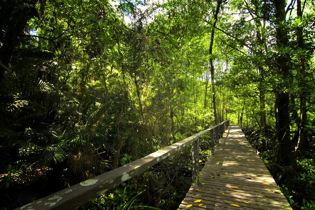 Similajau National Park — galeri 4