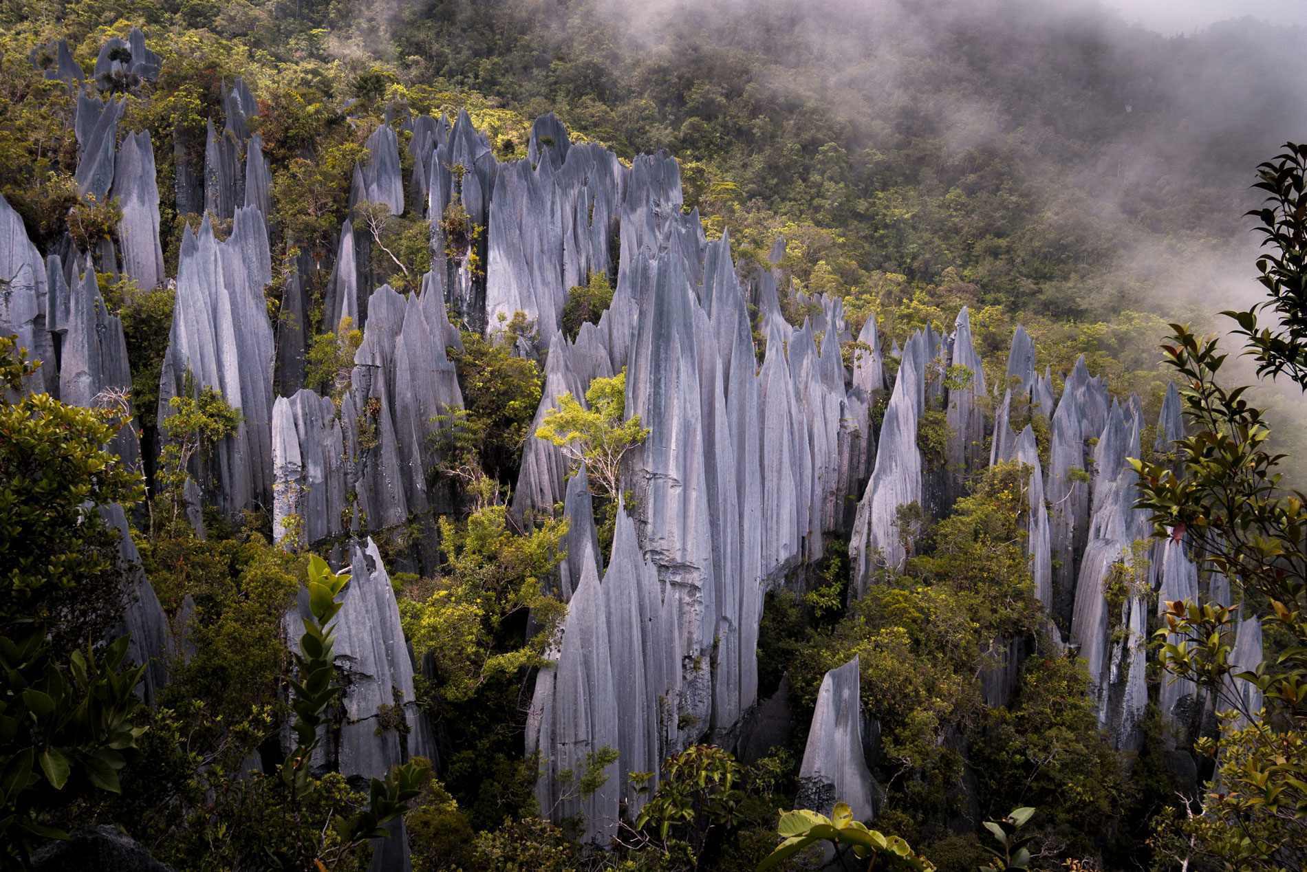 Gunung Mulu National Park — galeri 2