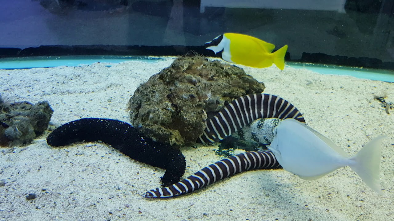 Pusat Ikan Hiasan Port Dickson — galeri 2