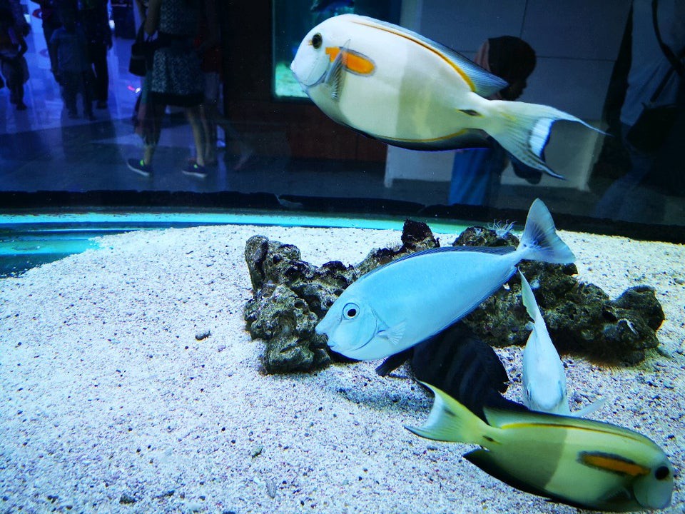 Pusat Ikan Hiasan Port Dickson — galeri 4