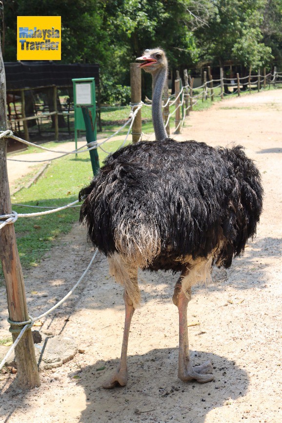 PD Ostrich Show Farm — galeri 3