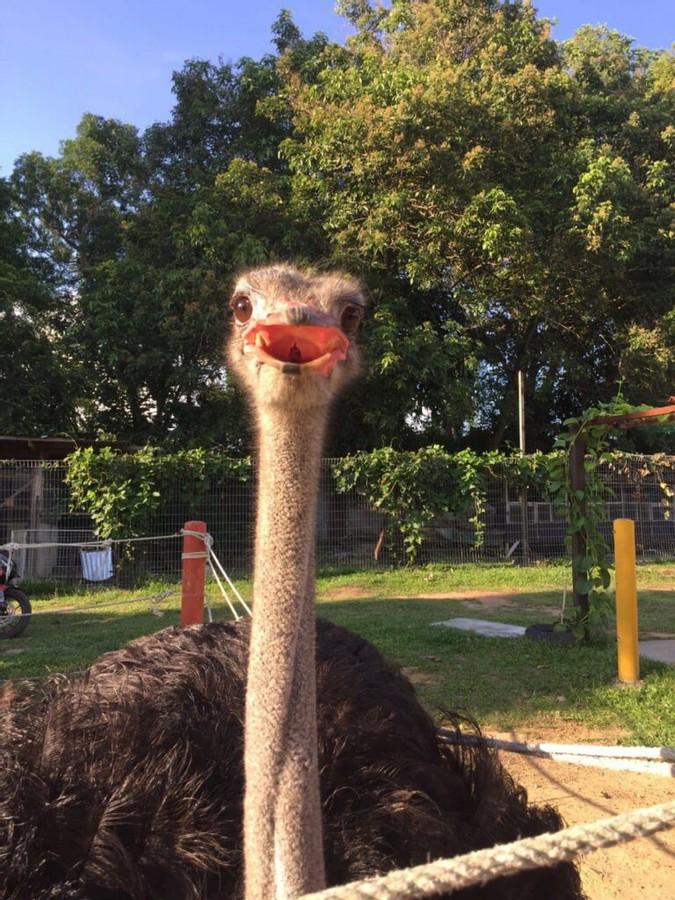 PD Ostrich Show Farm — galeri 4