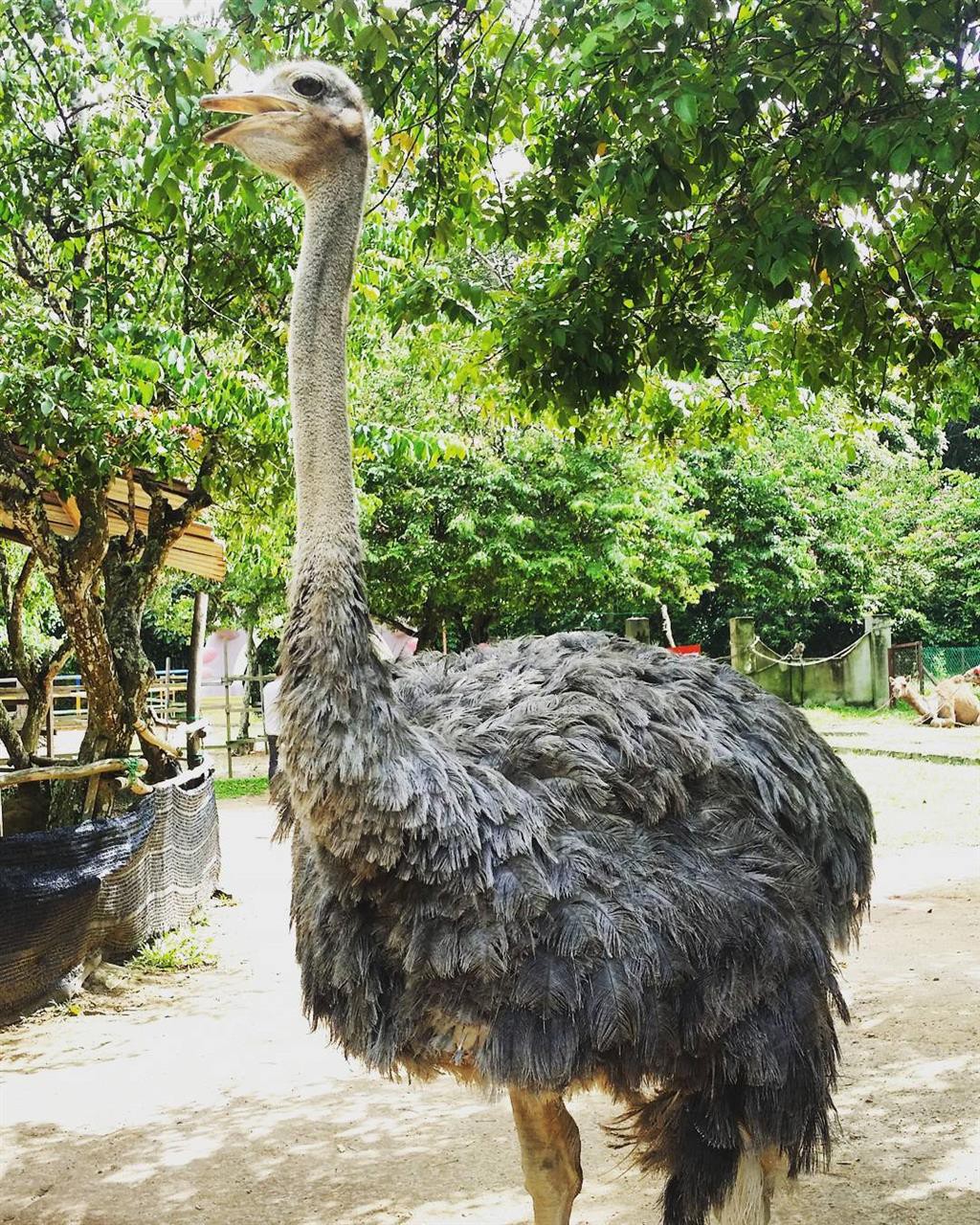 PD Ostrich Show Farm — galeri 2